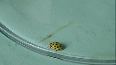 Psyllobora vigintiduopunctata