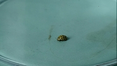 Psyllobora vigintiduopunctata