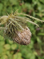 Cirsium carniolicum