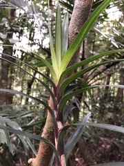 Freycinetia excelsa