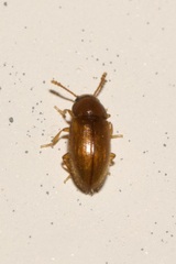 Cryptophaginae