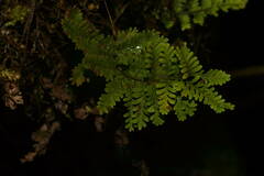 Adenophorus tamariscinus