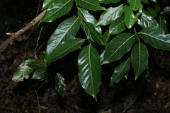Endiandra globosa