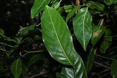 Endiandra globosa