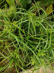 Cyperus meyenianus