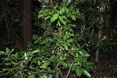 Endiandra globosa
