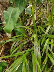 Dianella sandwicensis