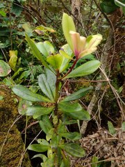Myrsine lessertiana