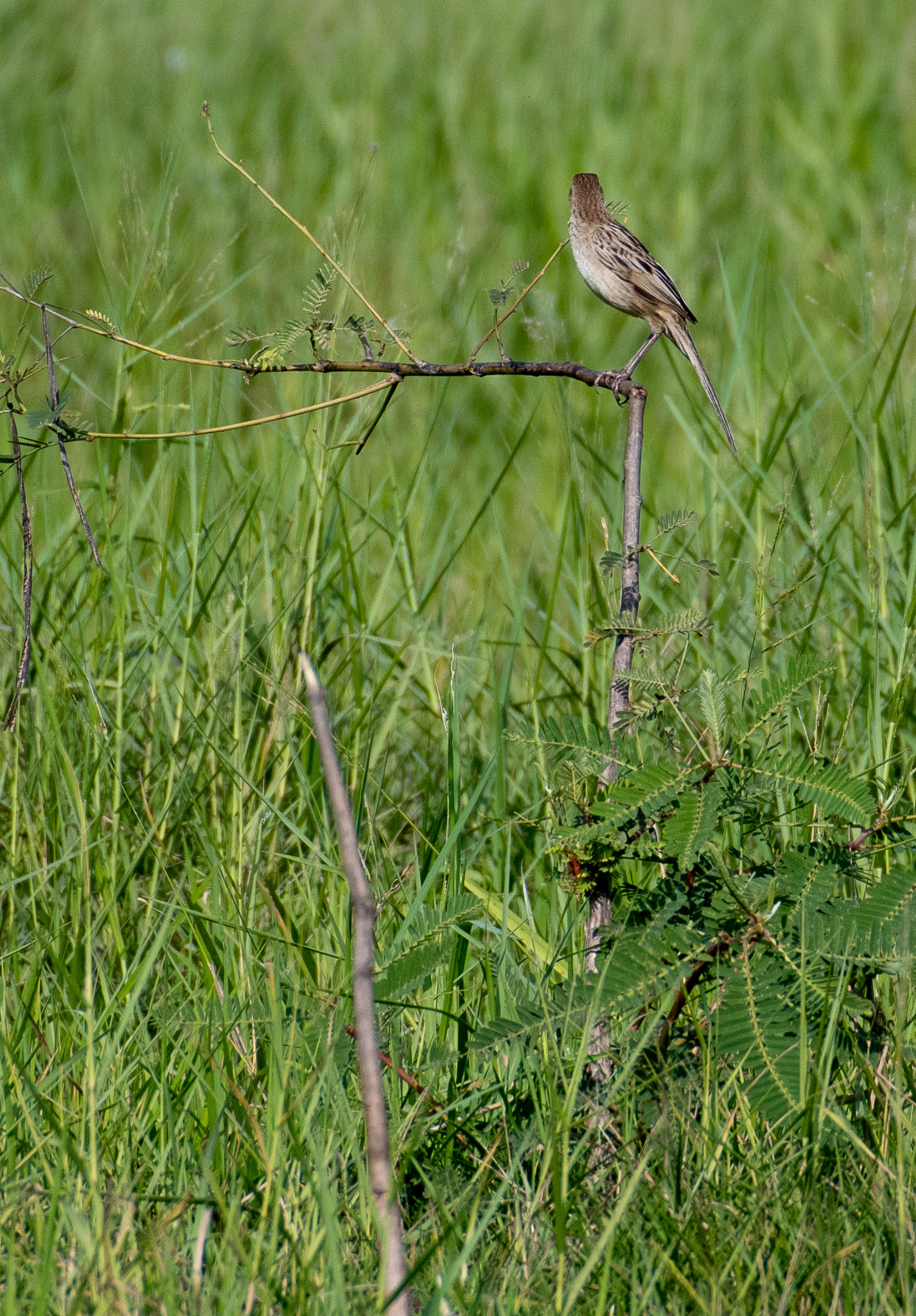 Striated Grassbird