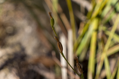 Pterostylis parviflora