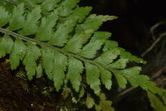 Asplenium contiguum