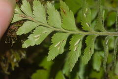 Asplenium contiguum
