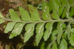 Asplenium contiguum