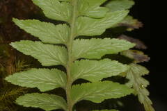 Asplenium contiguum