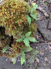Asplenium contiguum