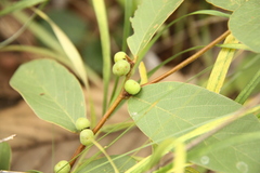 Bridelia harmandii