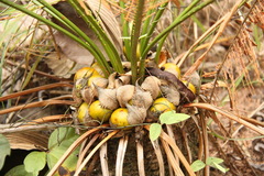 Cycas siamensis