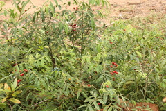 Micromelum minutum