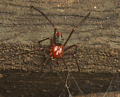Dimidamus dimidiatus