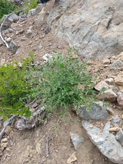 Silene campanulata