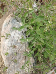 Silene campanulata