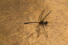 Nesogonia blackburni