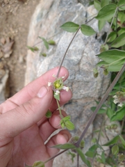 Silene campanulata