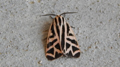 Apantesis phyllira
