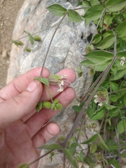 Silene campanulata