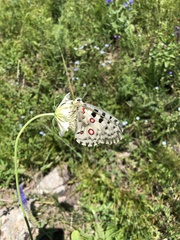 Parnassius nomion