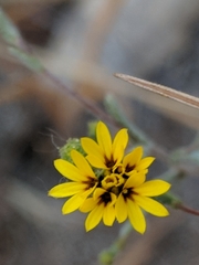 Lessingia pectinata