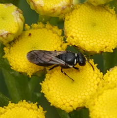 Hylaeus nigritus