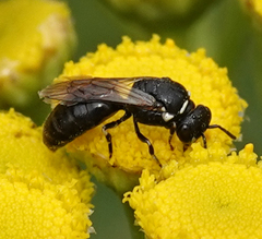 Hylaeus nigritus