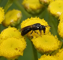 Hylaeus nigritus