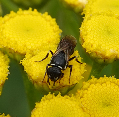 Hylaeus nigritus