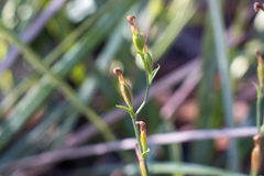 Pterostylis parviflora