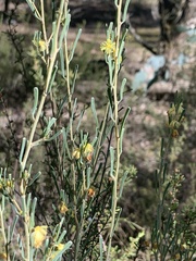 Acacia flexifolia