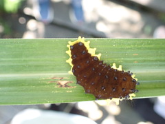 Gynautocera rubriscutellata