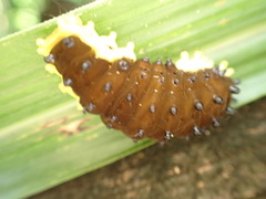 Gynautocera rubriscutellata