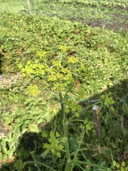 Tordylieae