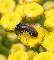 Lasioglossum interruptum