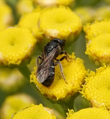 Lasioglossum interruptum