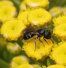 Lasioglossum interruptum