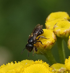 Lasioglossum interruptum