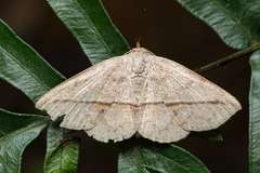 Ugia