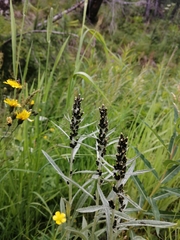 Omalotheca norvegica