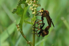 Cophinopoda