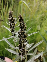 Omalotheca norvegica