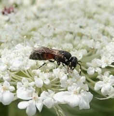 Hylaeus variegatus