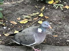 Columba palumbus